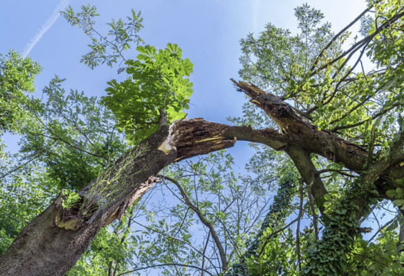 Deteriorating tree showing signs that removal may be needed