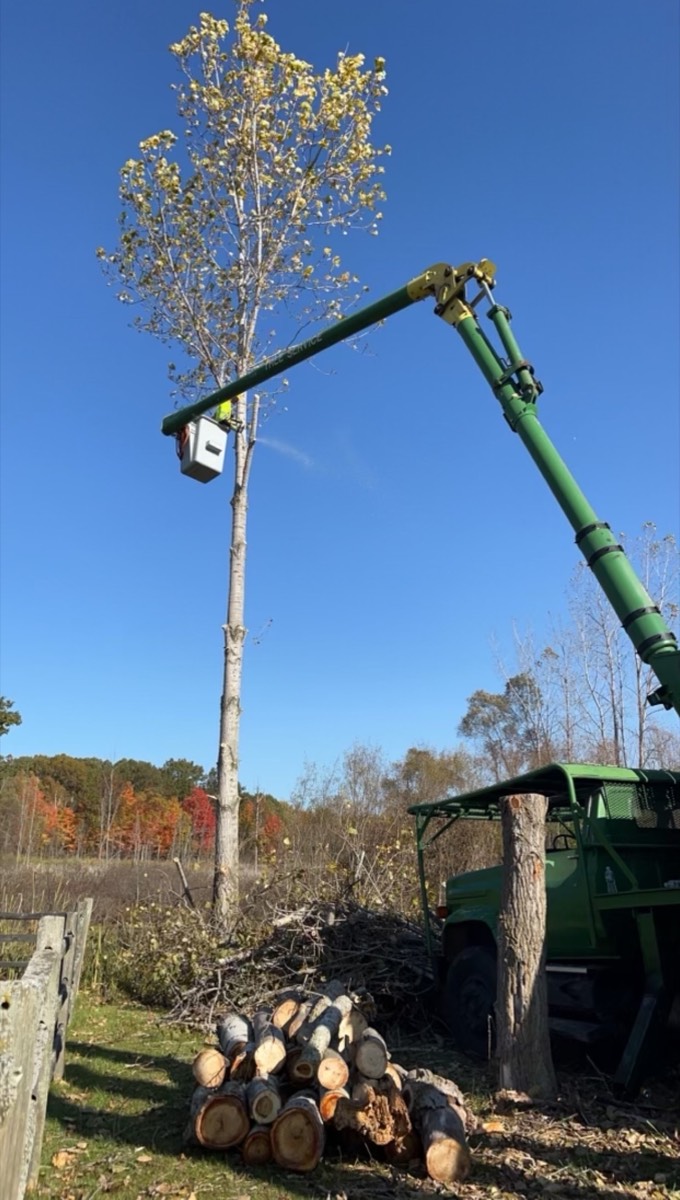 Large tree trimmed to improve roof clearance