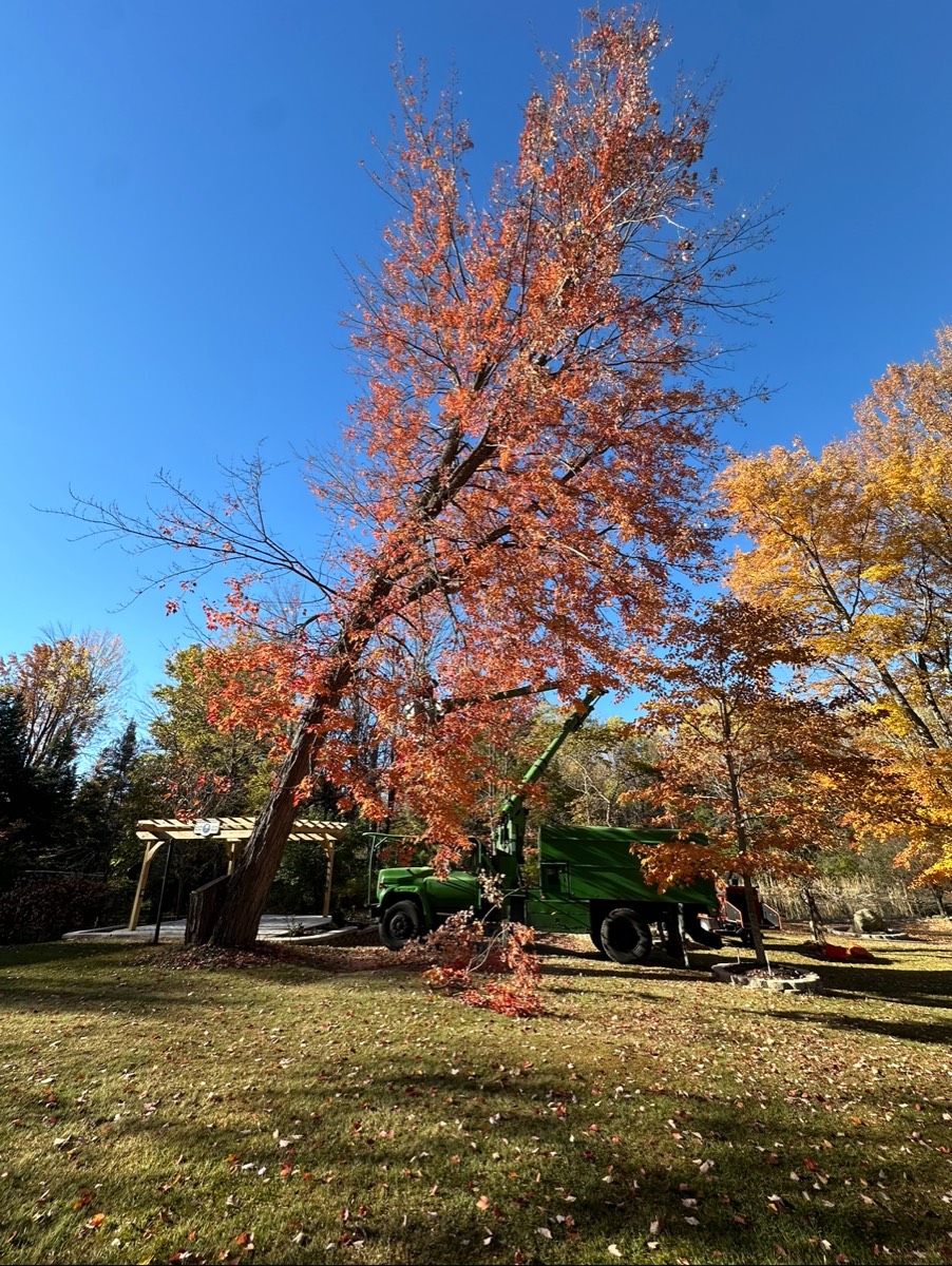 Post-trim cleanup with clear lawn area